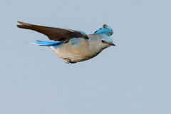 Mountain Bluebird